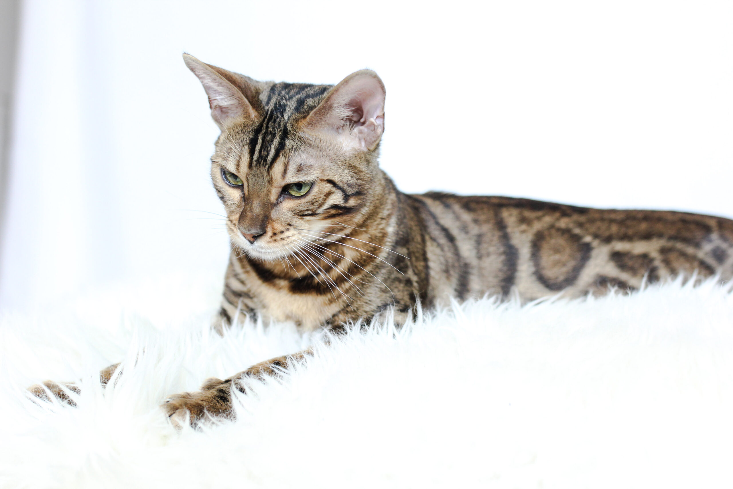 Bengal Kittens Near Me Licensed Bengal Breeder, Colorado