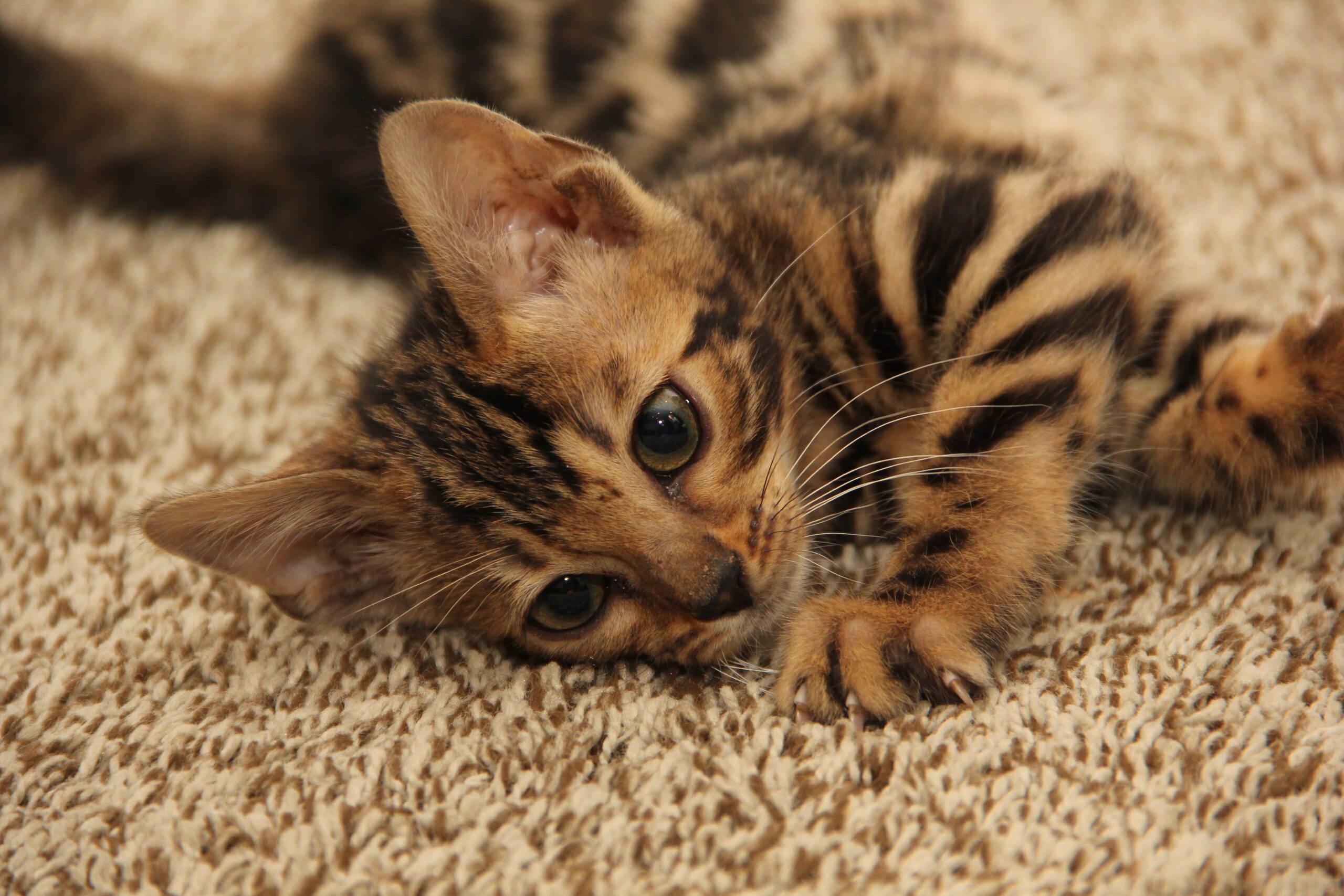 bengal kittens on carpet