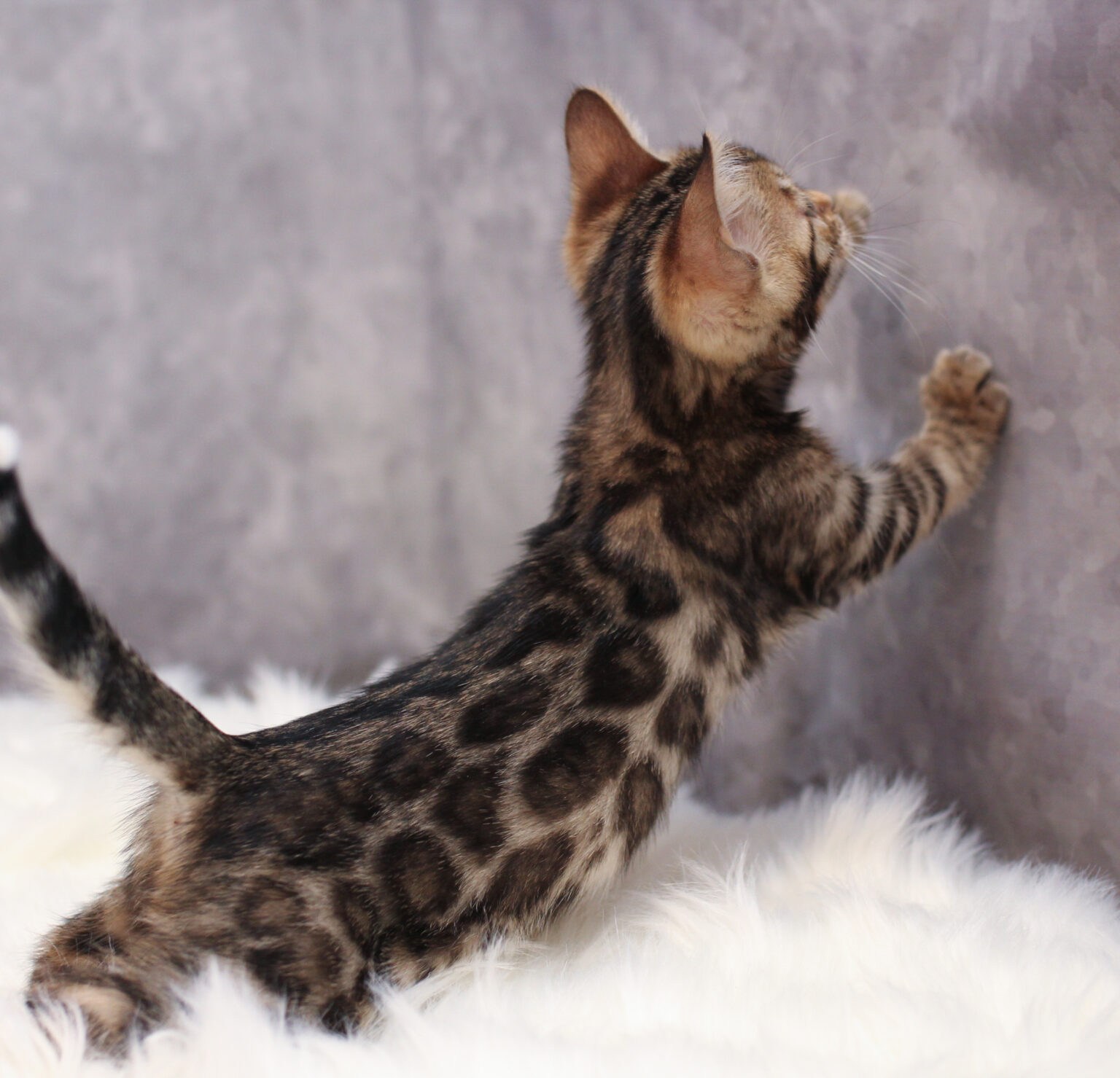 Bengal Kittens Near Me Licensed Bengal Breeder, Colorado