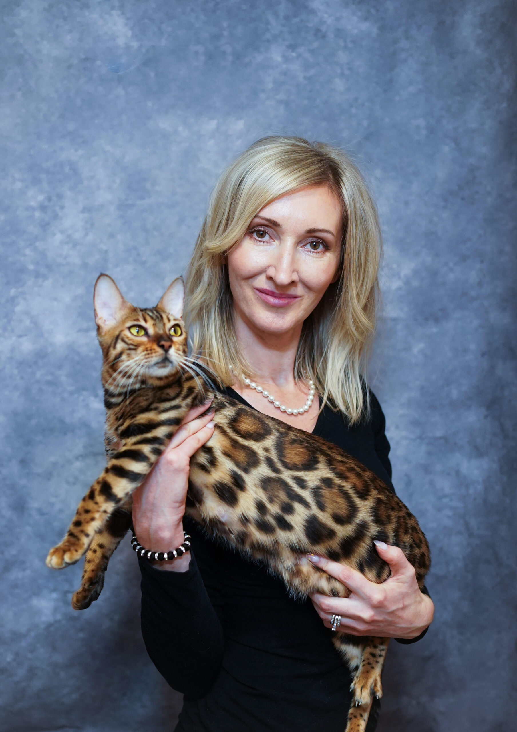 Bengal Kittens Near Me Licensed Bengal Breeder, Colorado