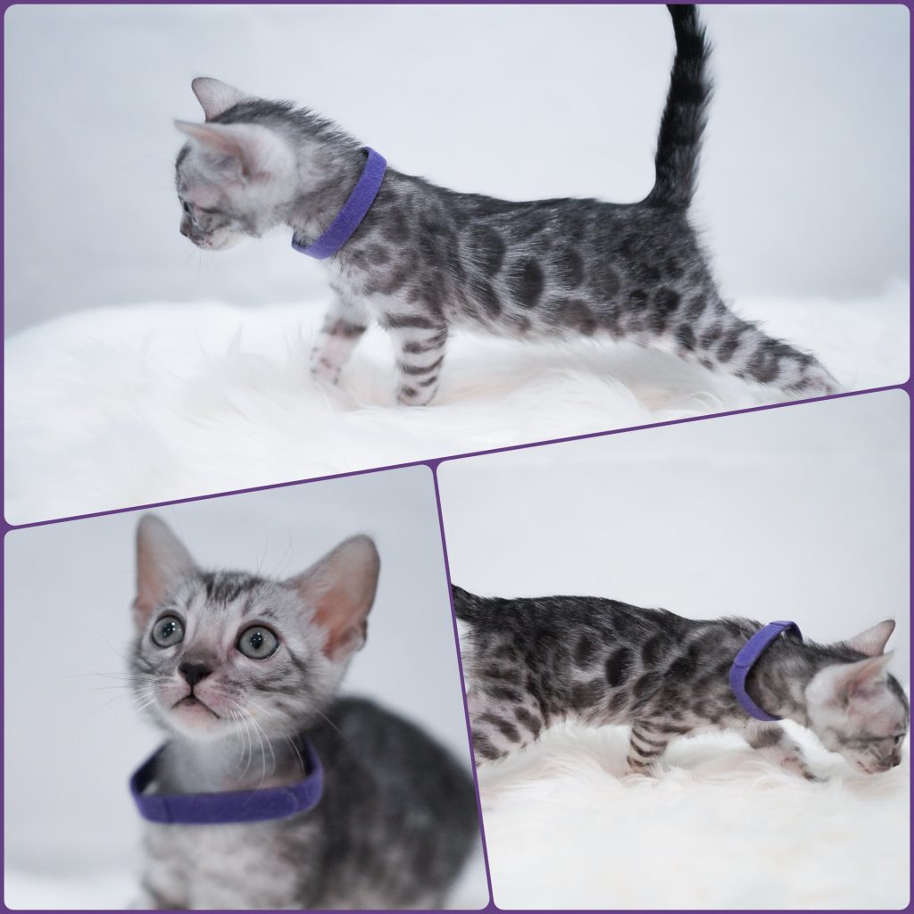 How to Become a Cat Breeder in Colorado: Expert Tips & Guide